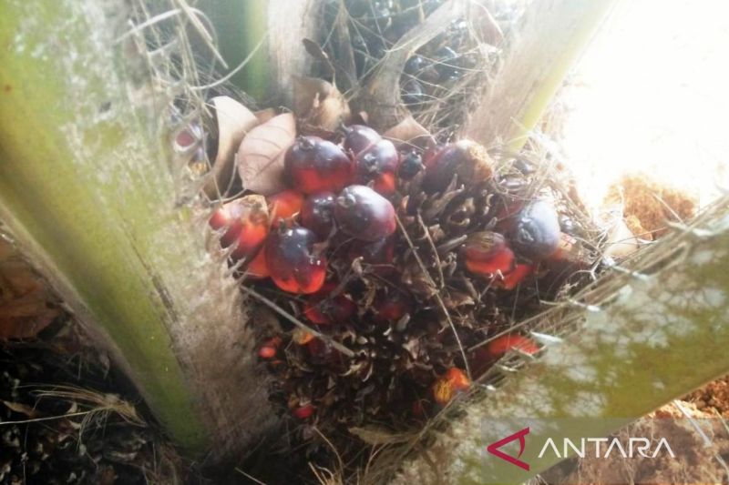 TBS kelapa sawit yang masih di atas pohon (ANTARA/ M Ghofar)