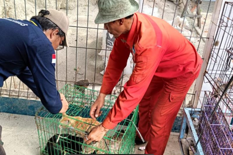 Upaya Vaksinasi Rabies di Kepulauan Seribu, Lindungi Kesehatan Hewan
