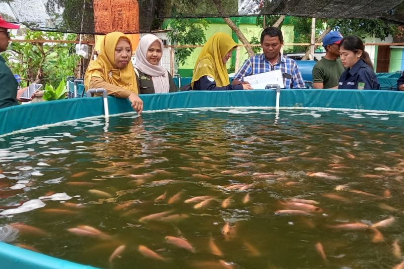 Budidaya Ikan Nila Biofloc di Batam Tahan Cuaca Ekstrem