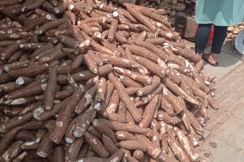 Pemerintah Kabupaten Lebak Dorong Petani Tingkatkan Produksi Ubi Kayu