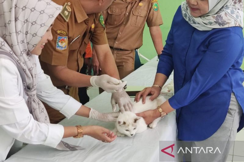 Hewan peliharaan jenis kucing saat menerima vaksin rabies, Senin (30/9). ANTARA/Anggi Mayasari