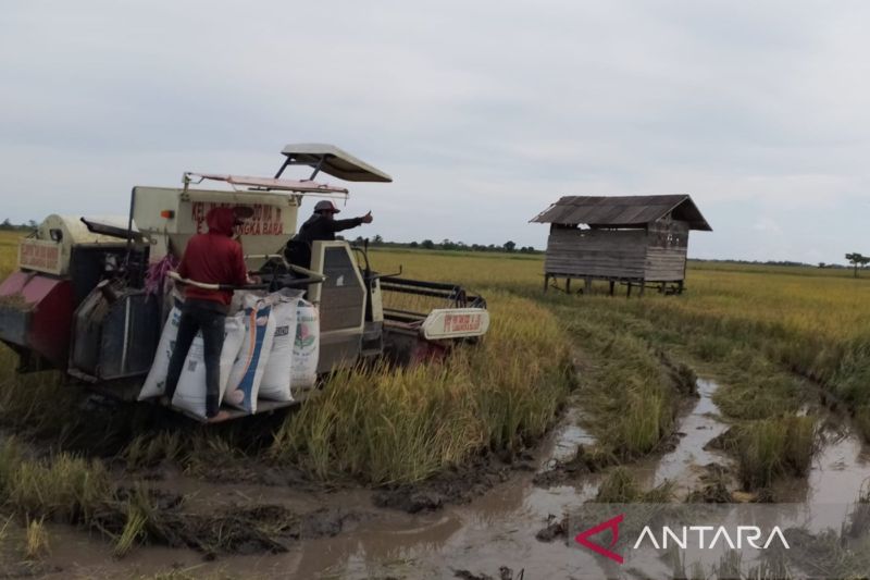 Petani di Kabupaten Penajam Paser Utara, Provinsi Kalimantan Timur (ANTARA/Nyaman Bagus Purwaniawan)