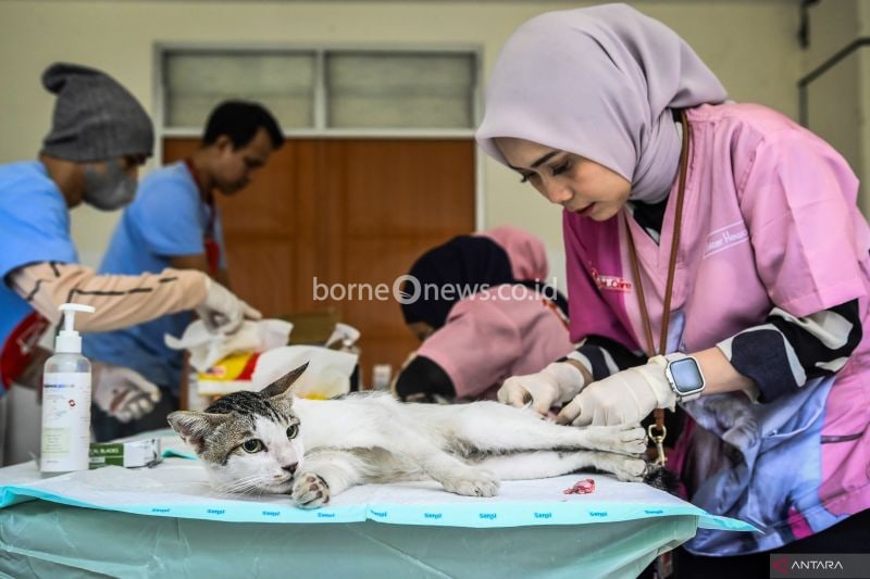 Dokter melakukan operasi sterilisasi kucing liar di Rusunawa KS Tubun, Jakarta, Rabu (18/9/2024). ANTARA FOTO/Sulthony Hasanuddin/agr