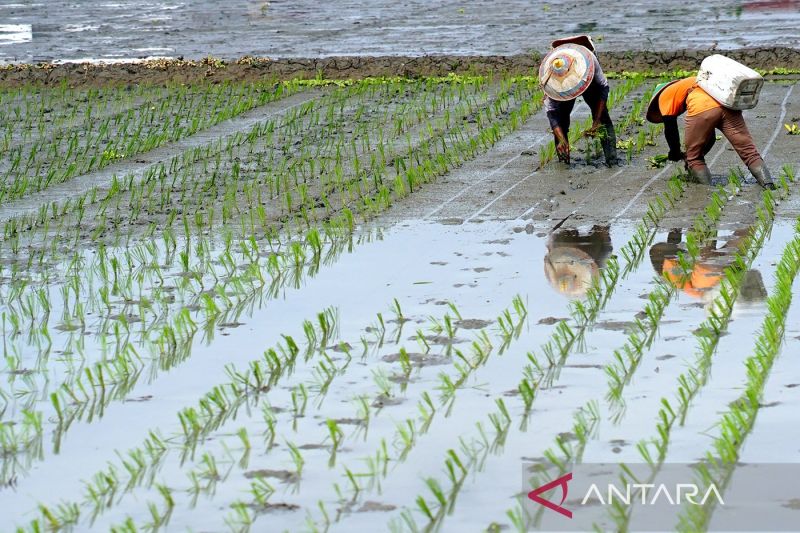 Peningkatan Penduduk Usia Kerja dan Tantangan Pendidikan di Bone Bolango