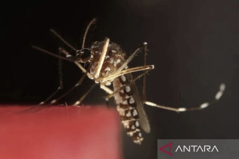 Pemerintah Riau Dorong Rohil Tetapkan Status Darurat Malaria