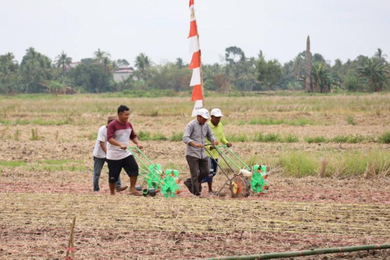 Pemerintah Kabupaten Tanah Laut Laksanakan Tanam Padi Serentak