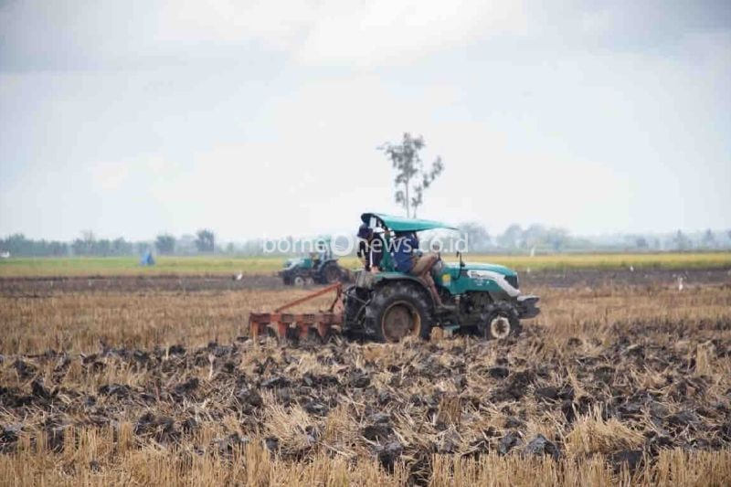 Optimasi Lahan Rawa 40 Ribu Hektare di Merauke Selesai, Pangan Terjamin