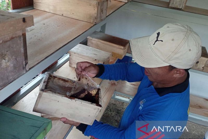 Nelayan Cilacap Kembangkan Budidaya Lebah Madu Klanceng untuk Diversifikasi Usaha