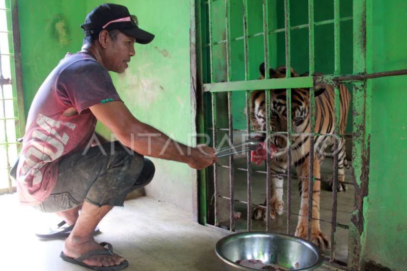 Perawatan Intensif Medan Zoo untuk Harimau Sumatera Anggi