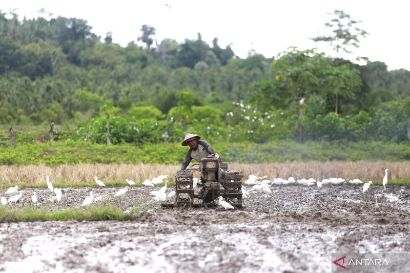 Seorang petani membajak sawah di Kabupaten Boalemo, Gorontalo. ANTARA/Adiwinata Solihin