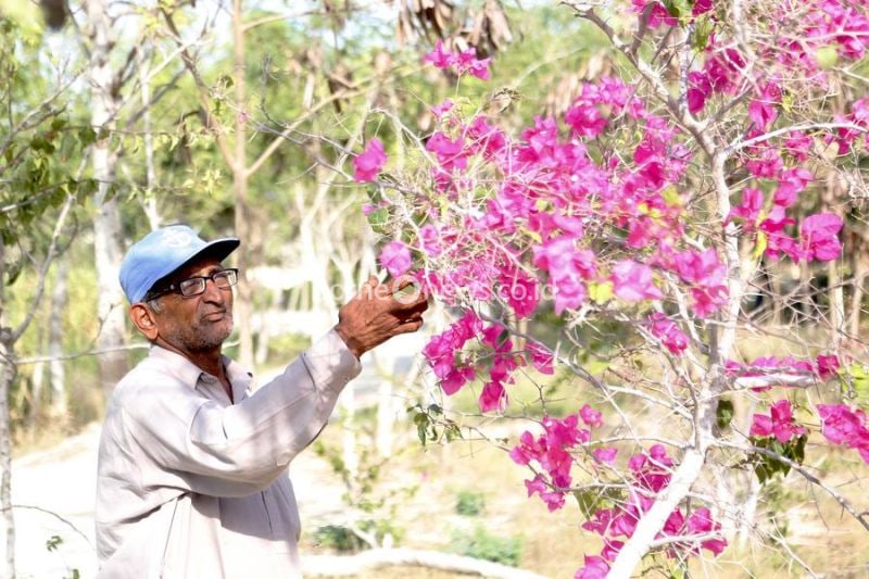 Tukang kebun Muhammad Iqbal memeriksa tanaman di hutan persahabatan Pakistan-China di Gwadar, Provinsi Balochistan, Pakistan, (15/9/2024). (Xinhua/Ahmad Kamal)