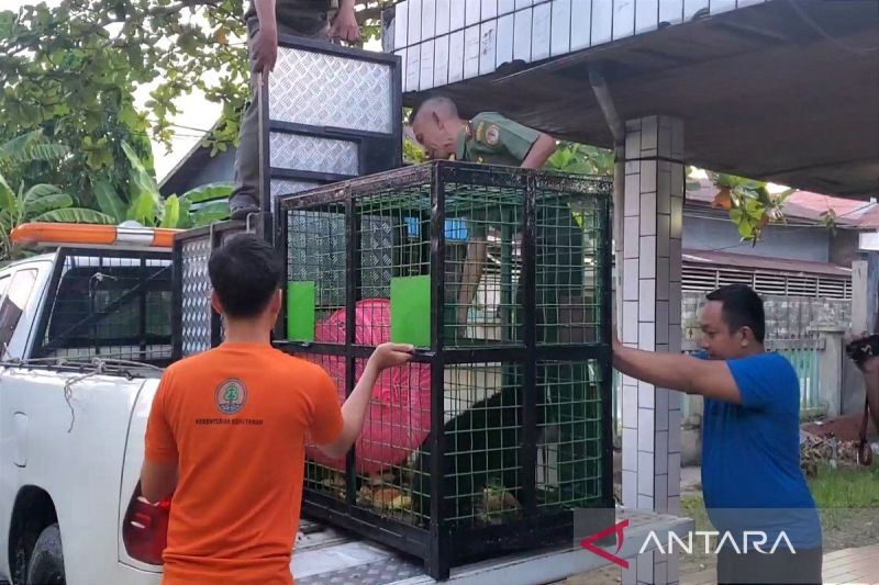 BKSDA Evakuasi Beruang yang Meneror Warga Sampit ke Pangkalan Bun