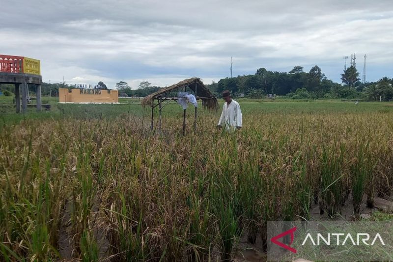 Nilai Tukar Petani Kepulauan Babel Naik 0,81 Persen di September 2024