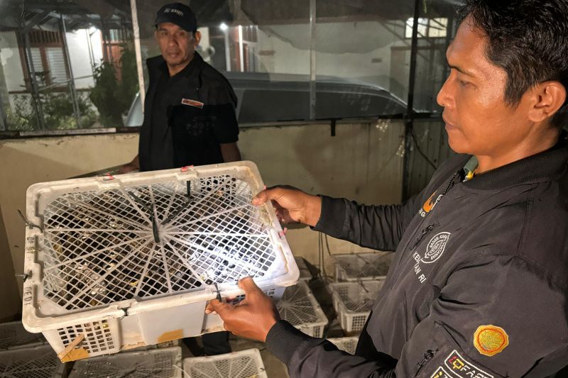 Karantina Lampung Amankan 1.028 Burung Dilindungi Secara Ilegal