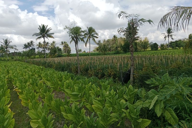 Harga Tembakau Naik, Petani Lombok Tengah Rasakan Keuntungan