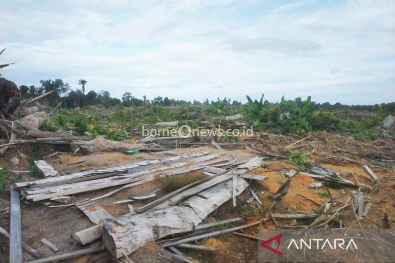 Koalisi Serukan Optimalisasi Kebun Sawit dan Hentikan Ekspansi