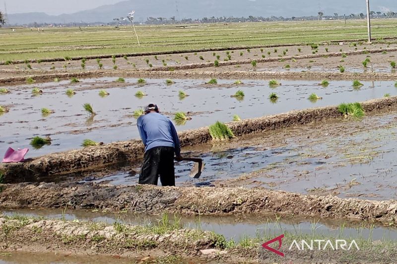 Ketersediaan Pupuk Subsidi di Cilacap Cukup untuk Musim Tanam Pertama