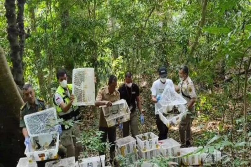 Ribuan Burung Hasil Penahanan Dilepasliarkan di Lampung Selatan
