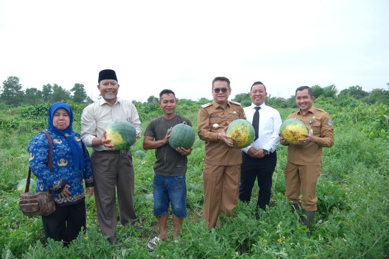 Panen Perdana 50 Ton Semangka dari Lahan Tidur di Siak