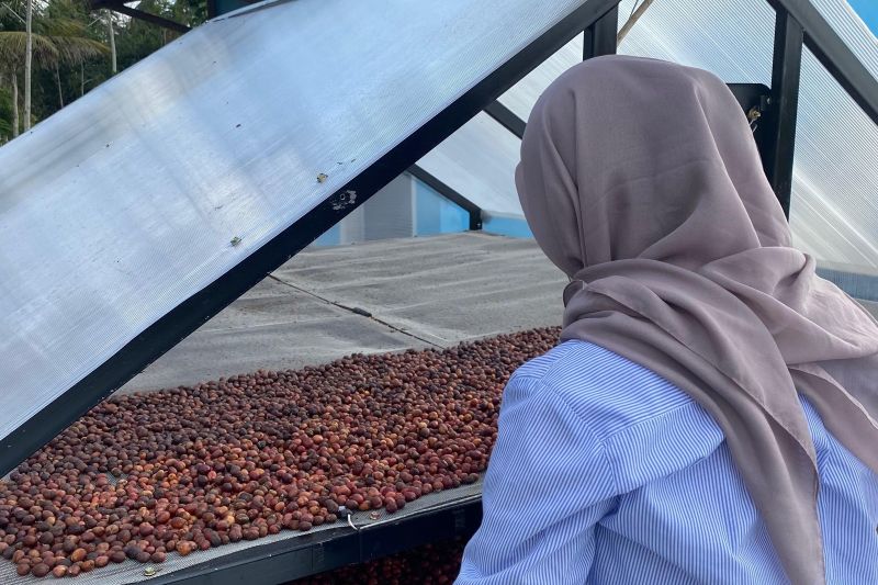 Mahasiswa UMM Kembangkan Teknologi Smart Farming untuk Petani Kopi