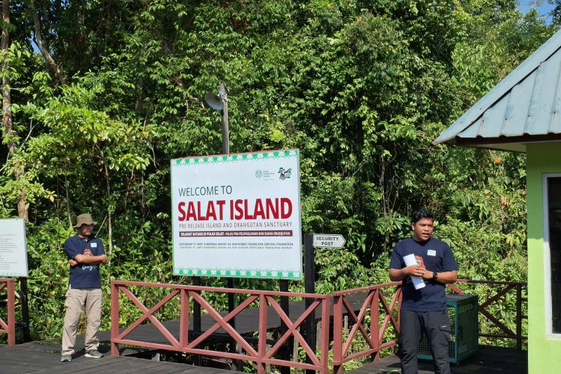 SSMS dan BOSF Lepasliarkan Dua Orangutan di Pulau Salat
