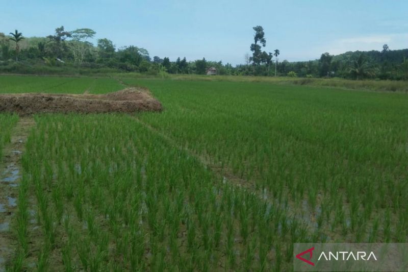 Pembangunan Irigasi Pompa di Mukomuko Selesai, Petani Senang