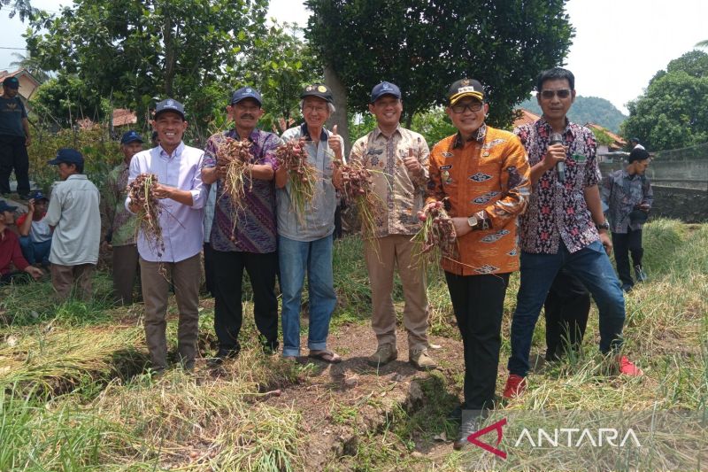 Pemkab Cirebon Uji Coba Bibit Bawang Merah Hibrida Maserati