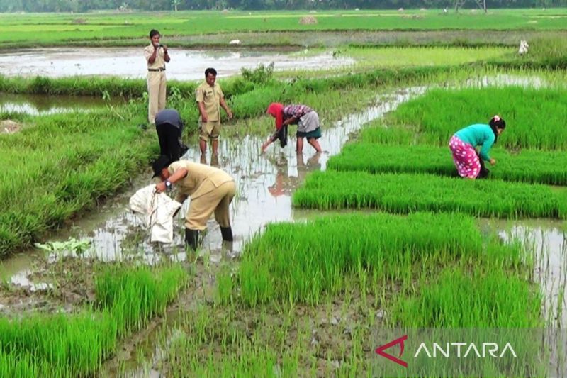 Pemkab Bangkalan Usulkan Penambahan Penyuluh Pertanian untuk Peningkatan Produksi Pangan