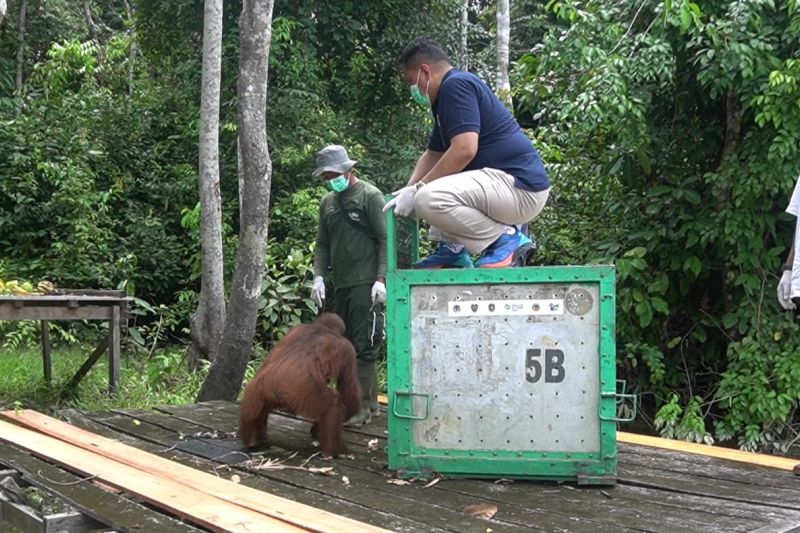Head Of Sustainability PT Sawit Sumbermas Sarana Tbk (SSMS) Henky Satrio Wibowo melakukan pra-pelepasliaran individu Orangutan di Badak Besar, Gugusan Pulau Salat, Kabupaten Pulang Pisau, Kalimantan Tengah, Rabu (02/09/2024) (SSMS)