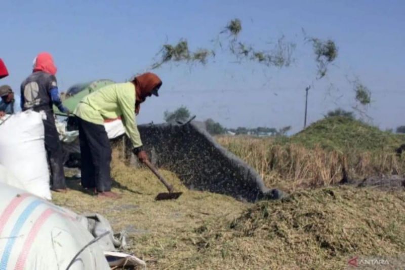 Petani menyortir padi yang baru dipanen di Desa Sidourip, Kabupaten Deli Serdang, Sumatera Utara. (ANTARA/Yudi)