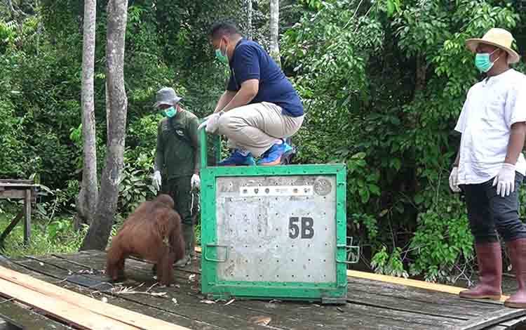 PT SSMS dan Yayasan BOSF Lepasliarkan Dua Orangutan di Pulau Salat