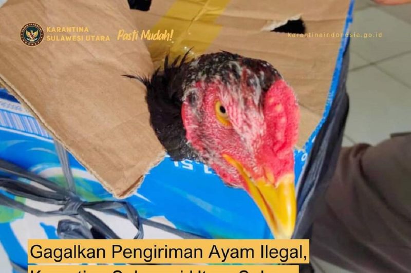 Karantina Gagalkan Pengiriman Ilegal Ayam ke Maluku Utara