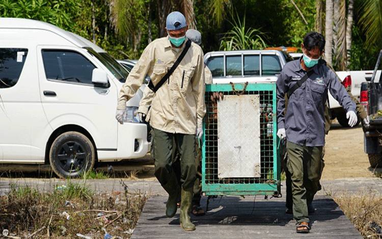 PT SSMS Tbk Tegaskan Komitmen Keberlanjutan dengan Melindungi Orangutan