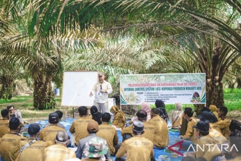 PTPN IV Riau Jalin Kerjasama dengan 1.584 Petani untuk RSPO