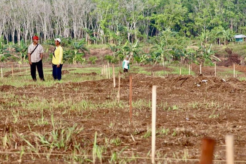 Kalimantan Selatan Siapkan Lahan untuk FOLU Net Sink 2030