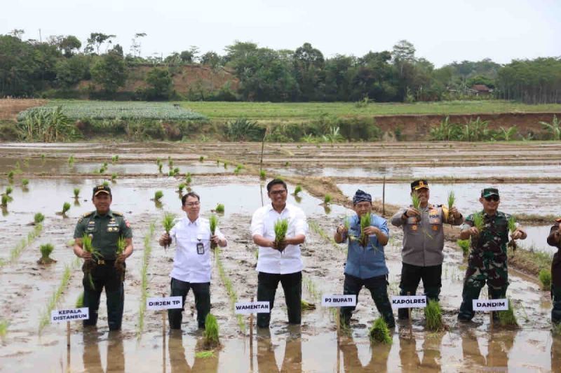 Ketersediaan Pupuk Bersubsidi Aman, Wamentan Ajak Petani Tanam Optimal