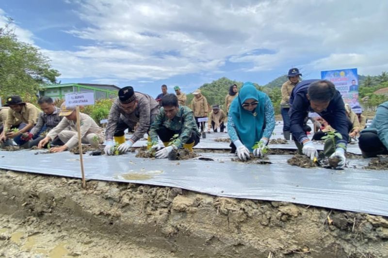 Pemkab Kolut Luncurkan Program Tanam Sayuran untuk Kemandirian Pangan