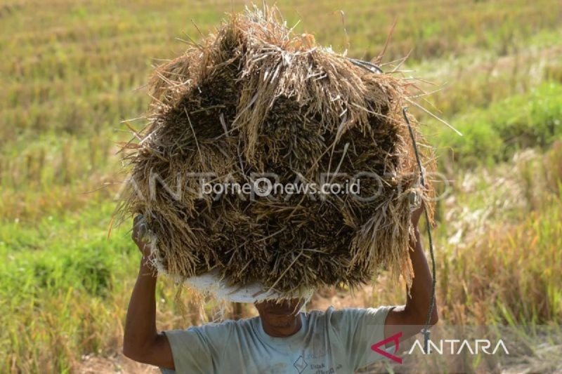 Pertumbuhan Positif Nilai Tukar Petani dan Usaha Pertanian Sumut