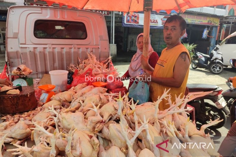 Harga Daging Ayam Turun di Bengkulu, Tercatat Rp25 Ribu per Kg