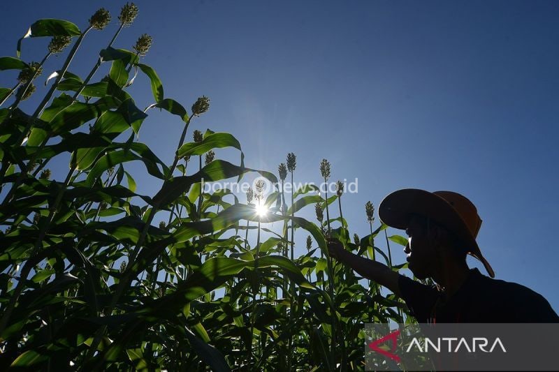 Kolaborasi BRIN dan PT Dahana untuk Riset Pangan Alternatif Sorghum