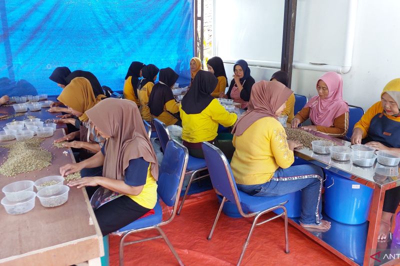 Wanoja Coffee Libatkan Ibu-Ibu dalam Proses Pengolahan Biji Kopi