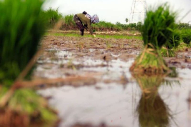 Pemprov Sumut Capai Target Penambahan Areal Tanam Padi 97.000 Hektare