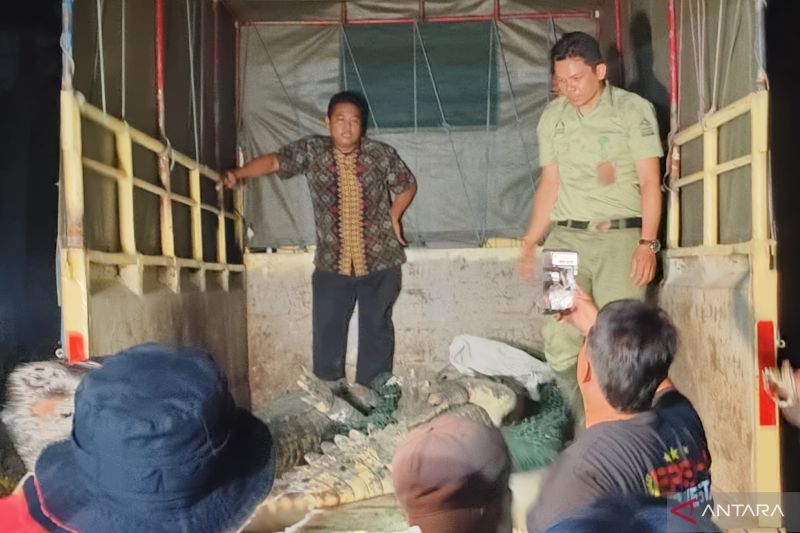 Evakuasi Buaya Terlepas dari Penangkaran di Cianjur ke Sukabumi