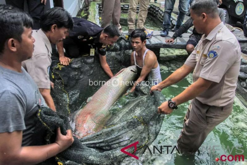 DKP DIY Tindak Tegas Penjual Ikan Predator Untuk Lindungi Ekosistem