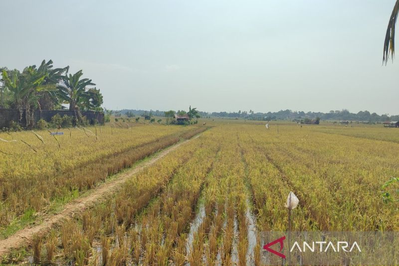 Realisasi Penyaluran Pupuk Bersubsidi di Bengkulu Capai 33.228 Ton