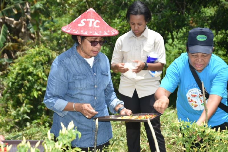Panen Cabai di Biak Numfor Dukung Ketahanan Pangan dan Inflasi