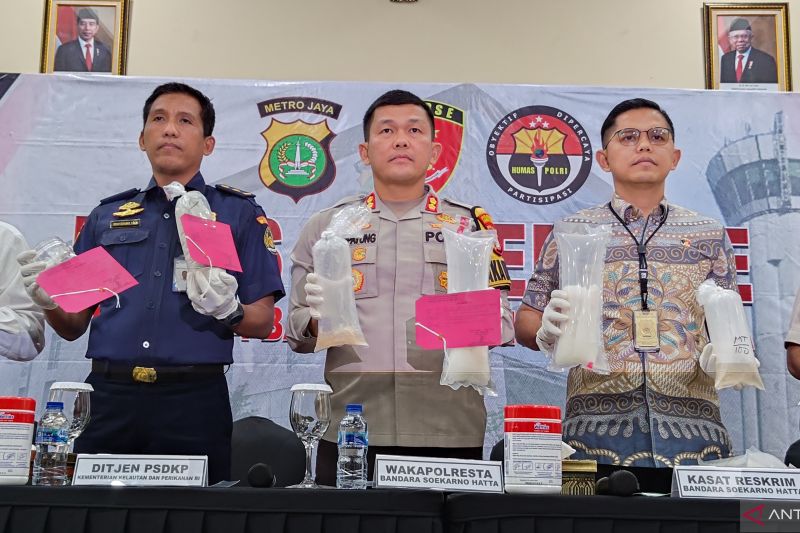 Polisi Gagalkan Penyelundupan 85.129 Benih Lobster di Soetta