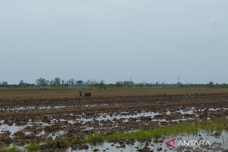 Demak Siap Tanam Padi Serempak, Tunggu Air dari Waduk Kedungombo