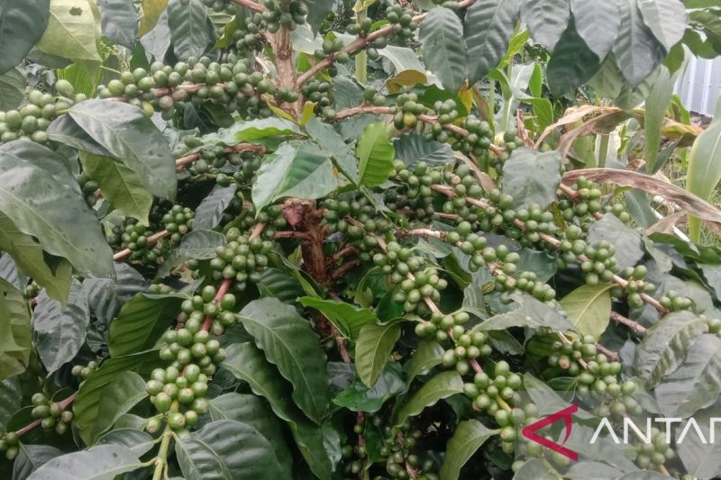 Desa Wisata Kahayya Kembangkan Ekspor Kopi dan Hortikultura