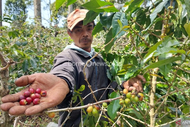 Petani menunjukkan hasil panen ceri kopi, di kebun Wanoja Coffee, Garut, Jawa Barat, Selasa (01/10/2024) (ANTARA/Fitra Ashari)